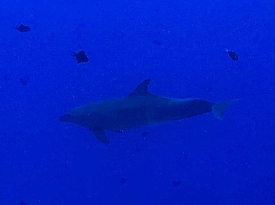 TOPDIVE Rangiroa-阿瓦托鲁必去景点
