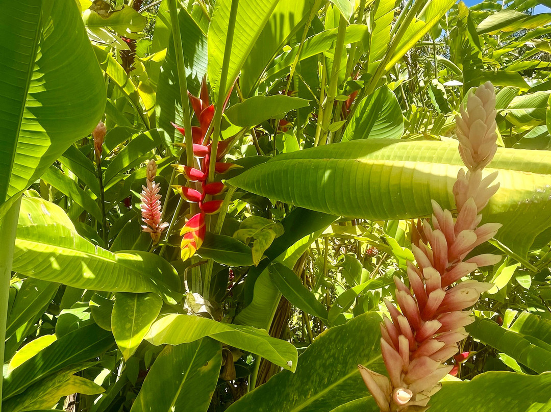 Domaine Du Cafe Grille-留尼旺圣皮耶必去景点