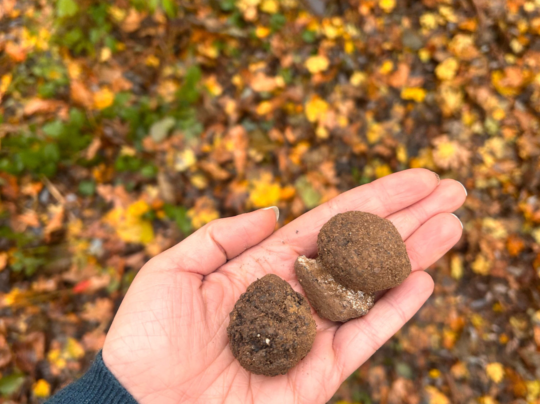 Scilla Truffle Hunting-Castelnuovo Don Bosco必去景点