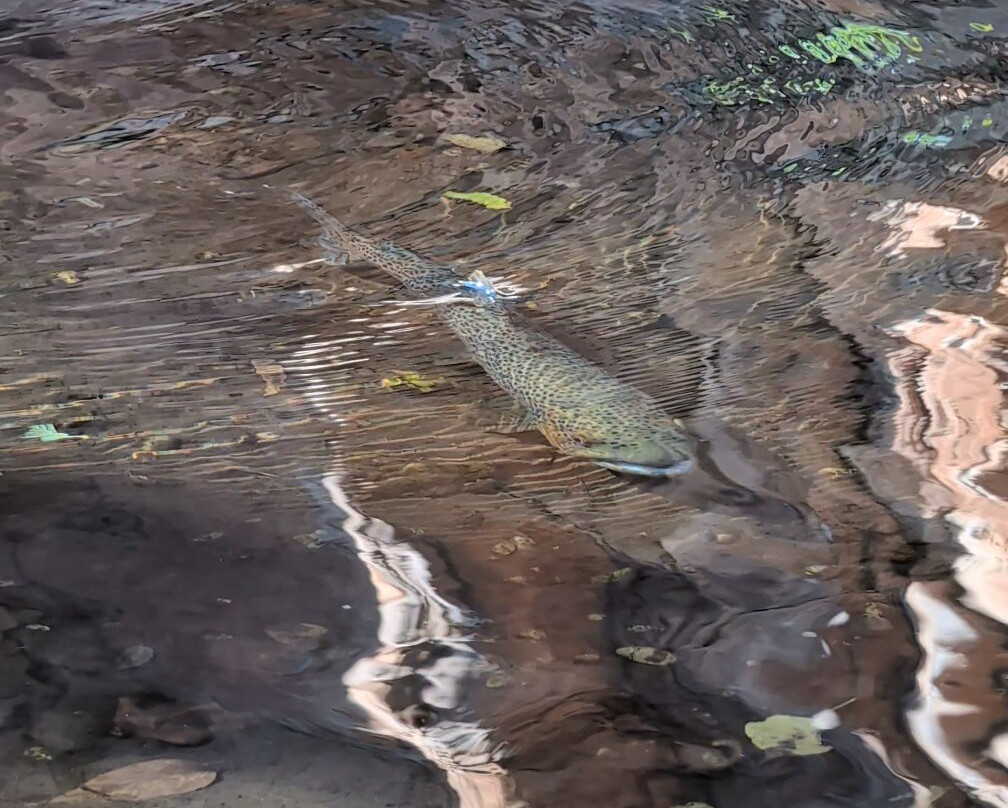 Sedona Fly Fishing Adventures-塞多纳必去景点