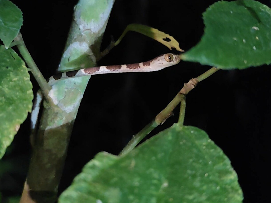 GREEN HOUSE TAMBOPATA-Filadelfia必去景点