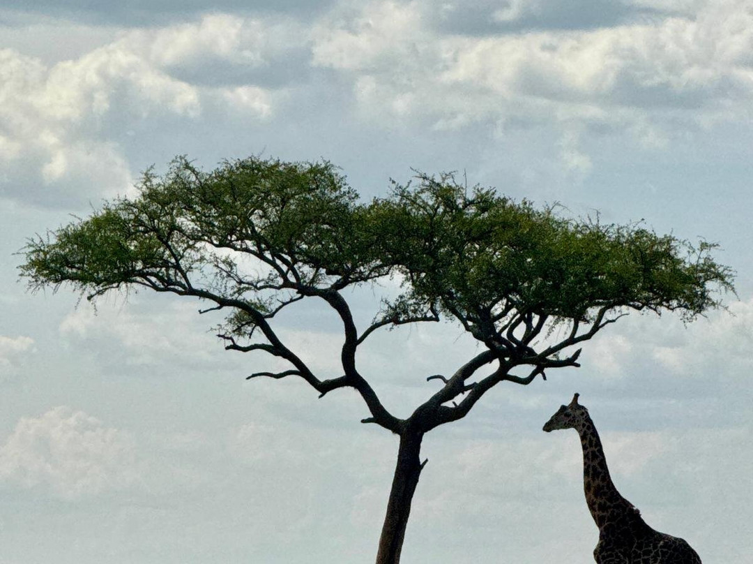 JT Safaris-迪亚尼必去景点