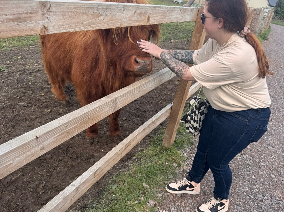 Highland Cow Cottage-Royston必去景点