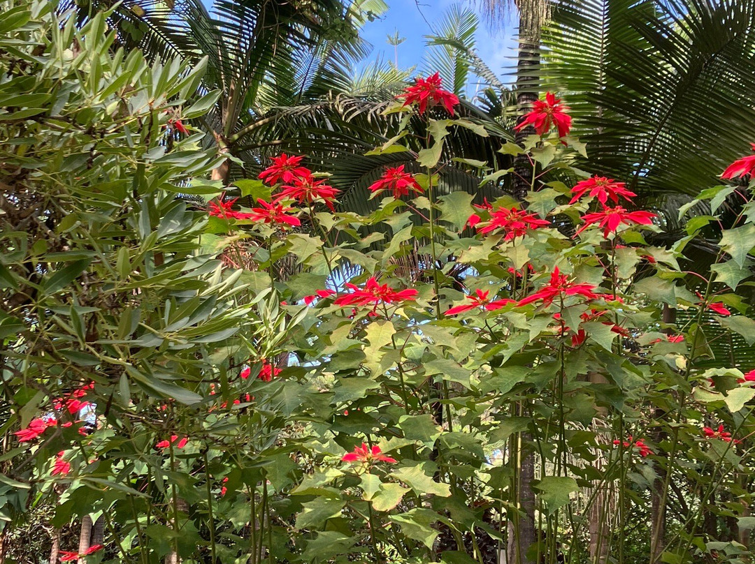 Jardines de la Marquesa-Arucas必去景点