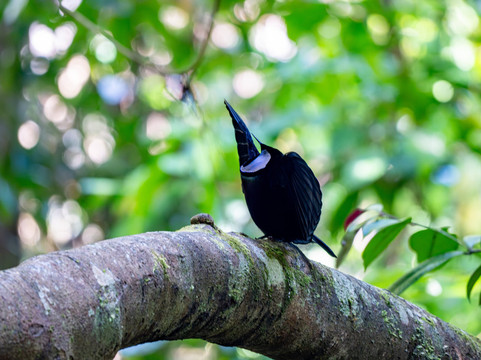 Raja Ampat Biz-索龙必去景点