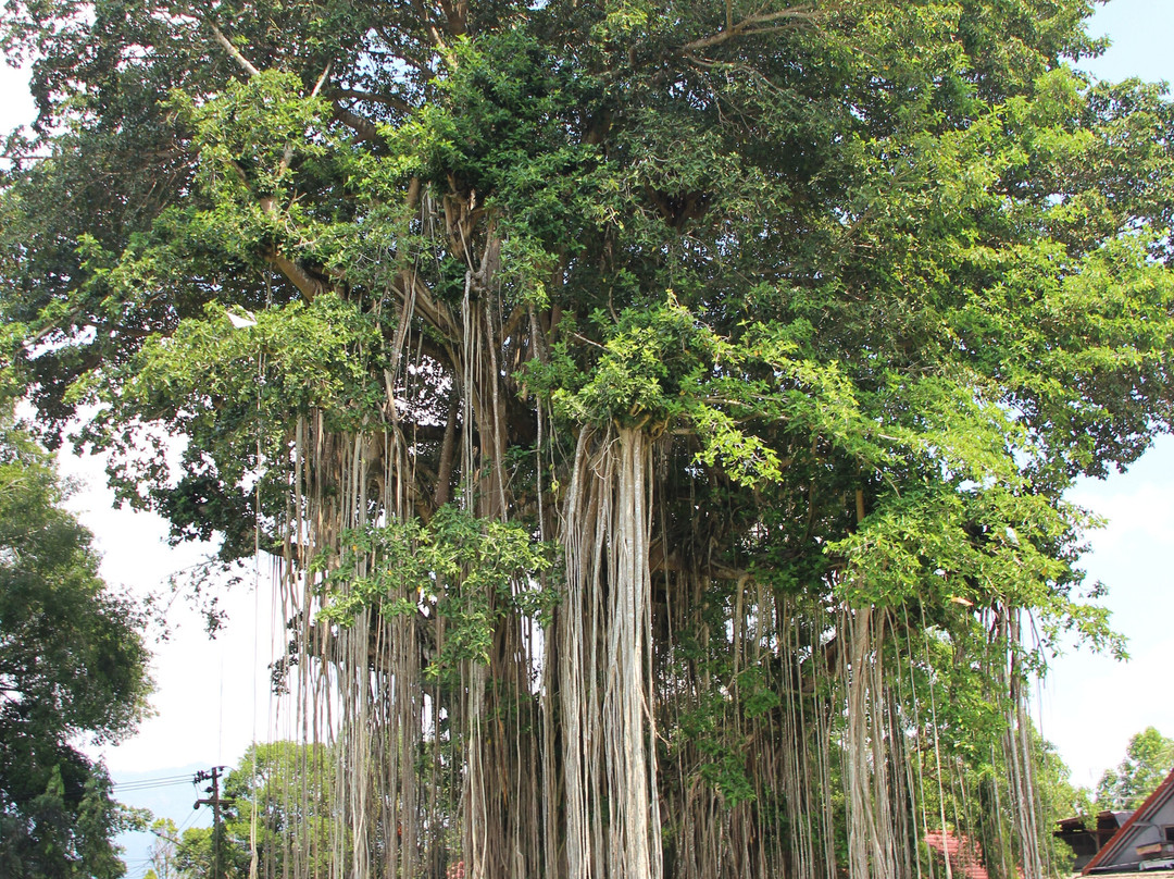 Candi Mendut (Temple)-Mendut必去景点