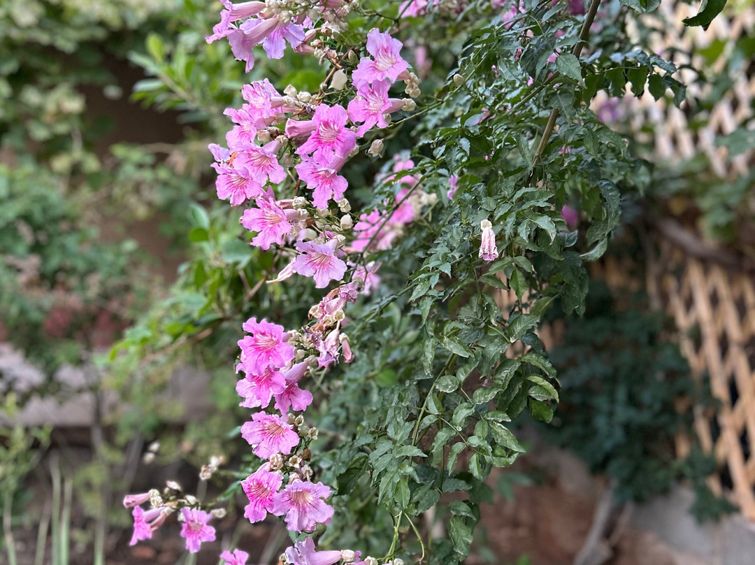 Kasbah Ait Ben Damiette主图