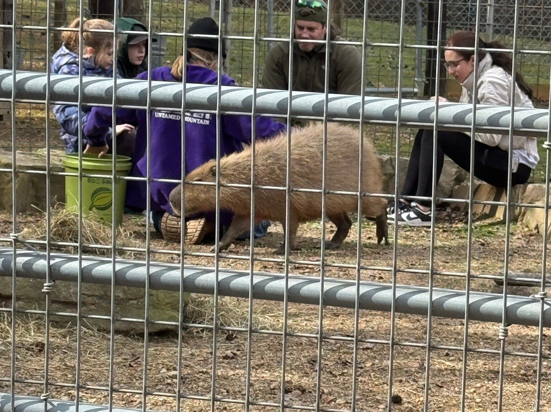 Tigers For Tomorrow-Attalla必去景点