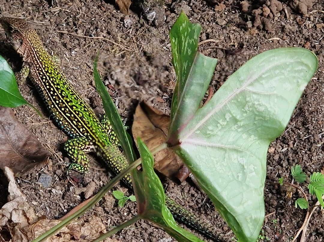 Coffee Mountain Inn主图