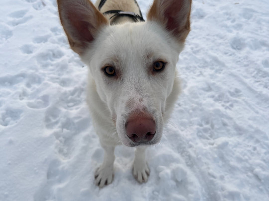 哈士奇雪橇之旅-基律纳必去景点