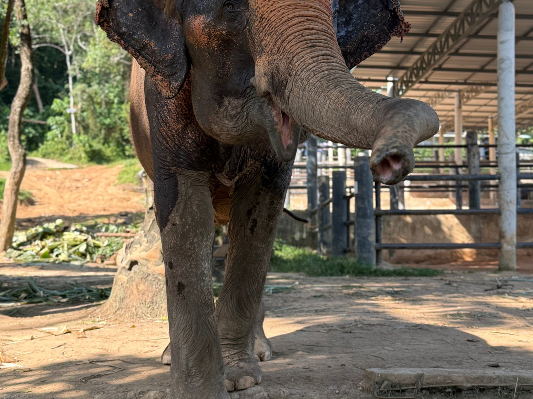 Phuket Elephant Nature Reserve-他朗必去景点