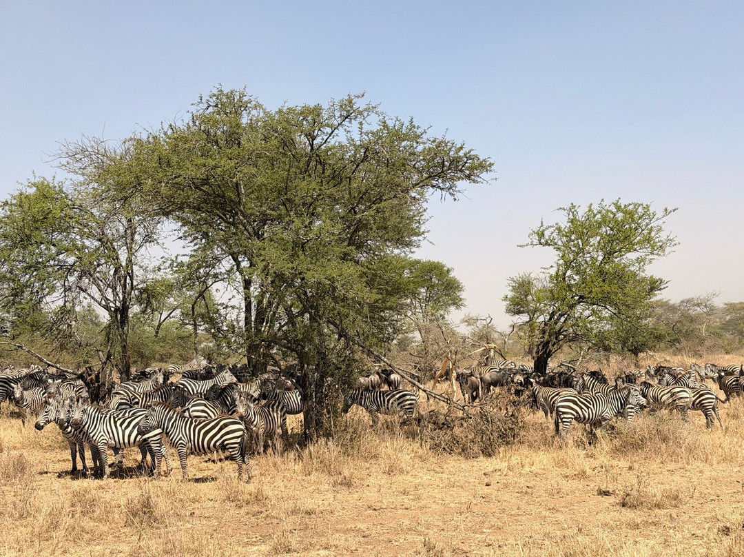 易捷旅游-一日游-阿鲁沙必去景点