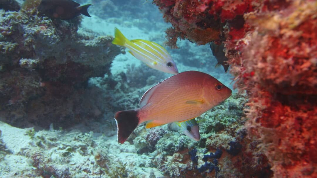 Fun Divers Zanzibar-孥归必去景点