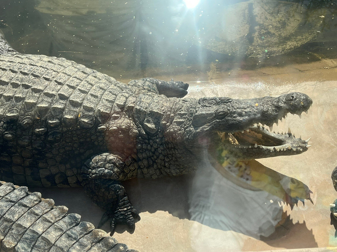 Dubai Crocodile Park-迪拜必去景点