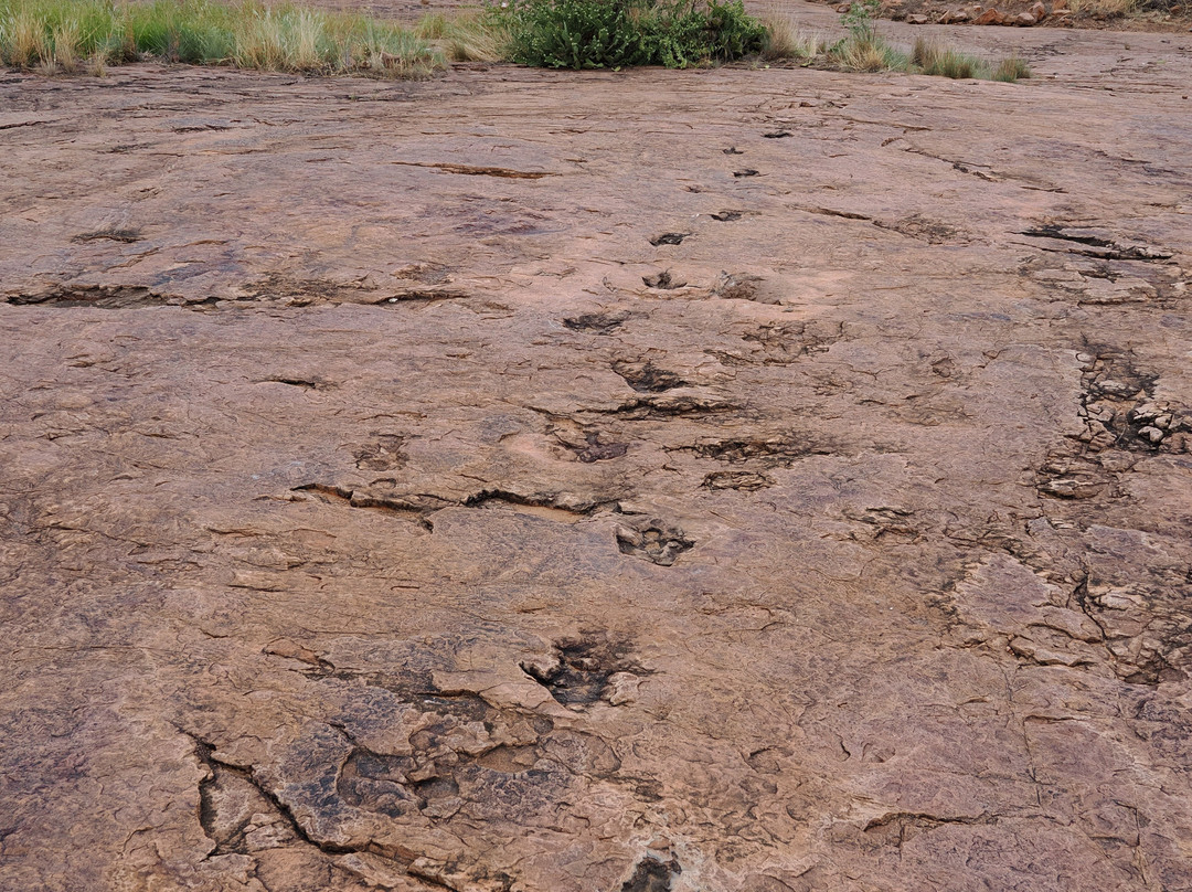 Dinosaur Tracks - National Monument NAMIBIA-Kalkfeld必去景点