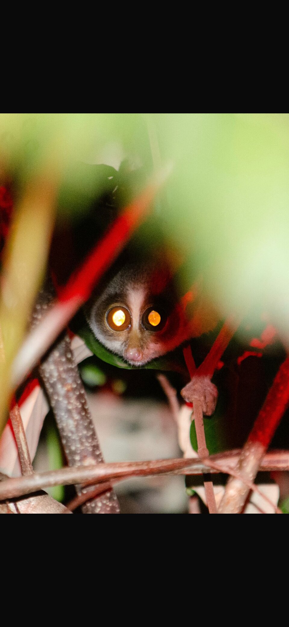 阿利亚Spa度假酒店-官方