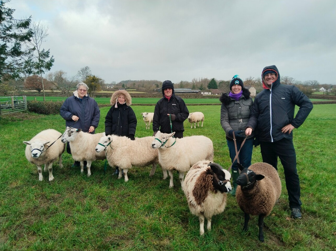 Somerset Sheep Trekking-Pitminster必去景点