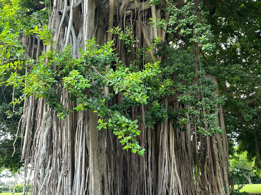 Waitukubuli Adventure Tour Co.-罗索必去景点