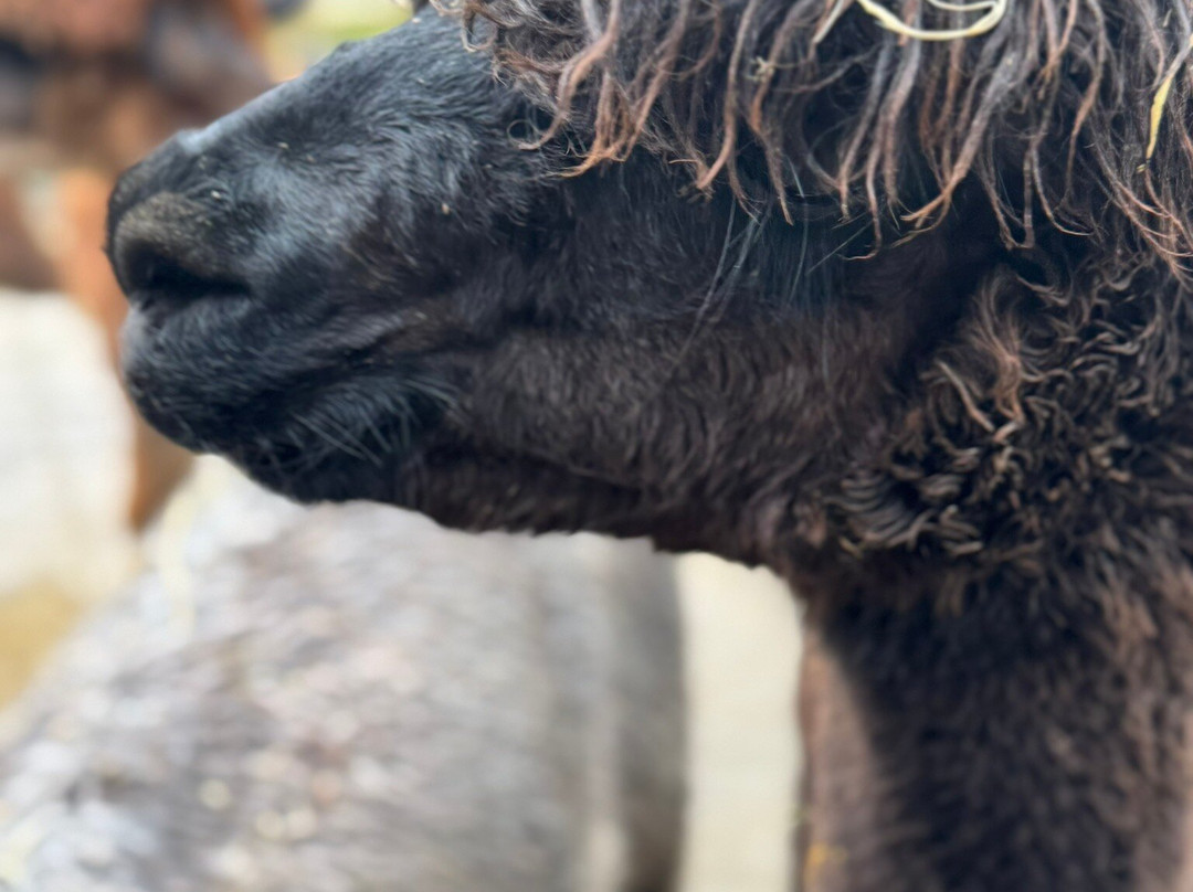 Wreay Syke Alpacas-肯德尔必去景点