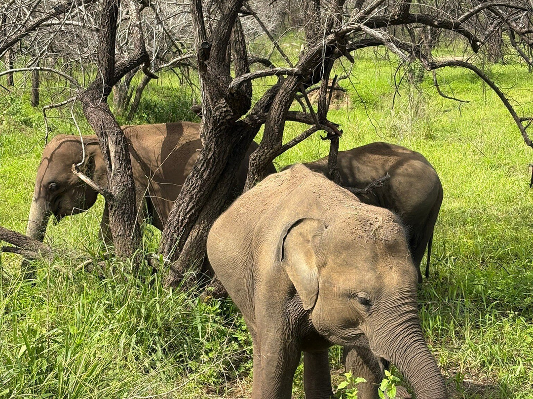 Cylon Lanka Tours And Travels-Minuwangoda必去景点