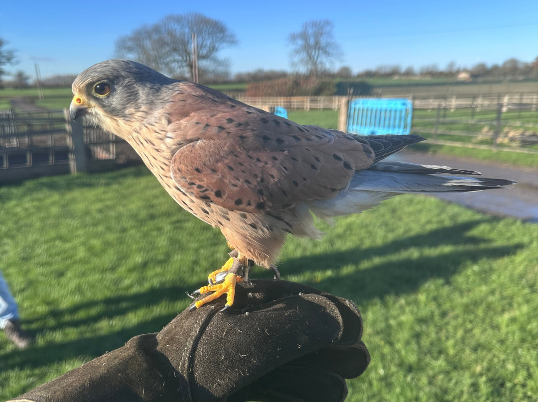 Walks With Hawks-切尔滕纳姆必去景点