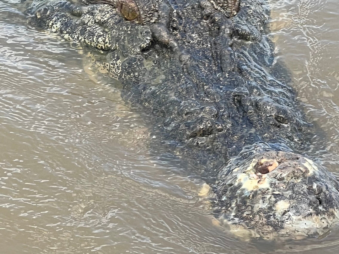 Spectacular Jumping Crocodile Cruise-达尔文市必去景点