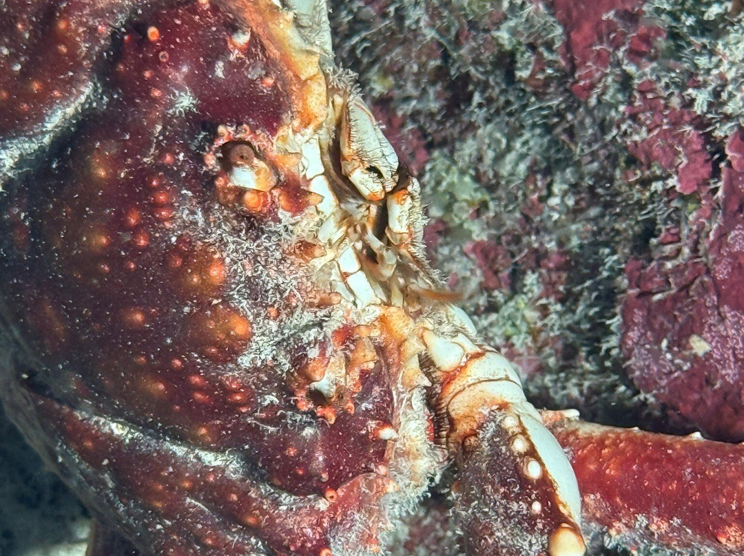 DNS Diving-七哩滩必去景点