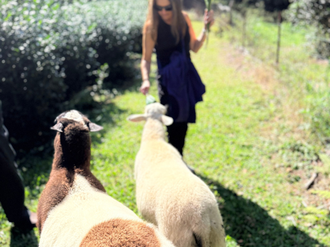 Mauna Kea Tea-霍诺卡阿必去景点