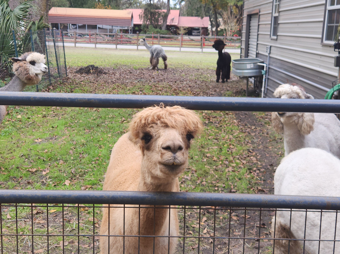 Shady Rest Alpacas-杰克逊维尔必去景点