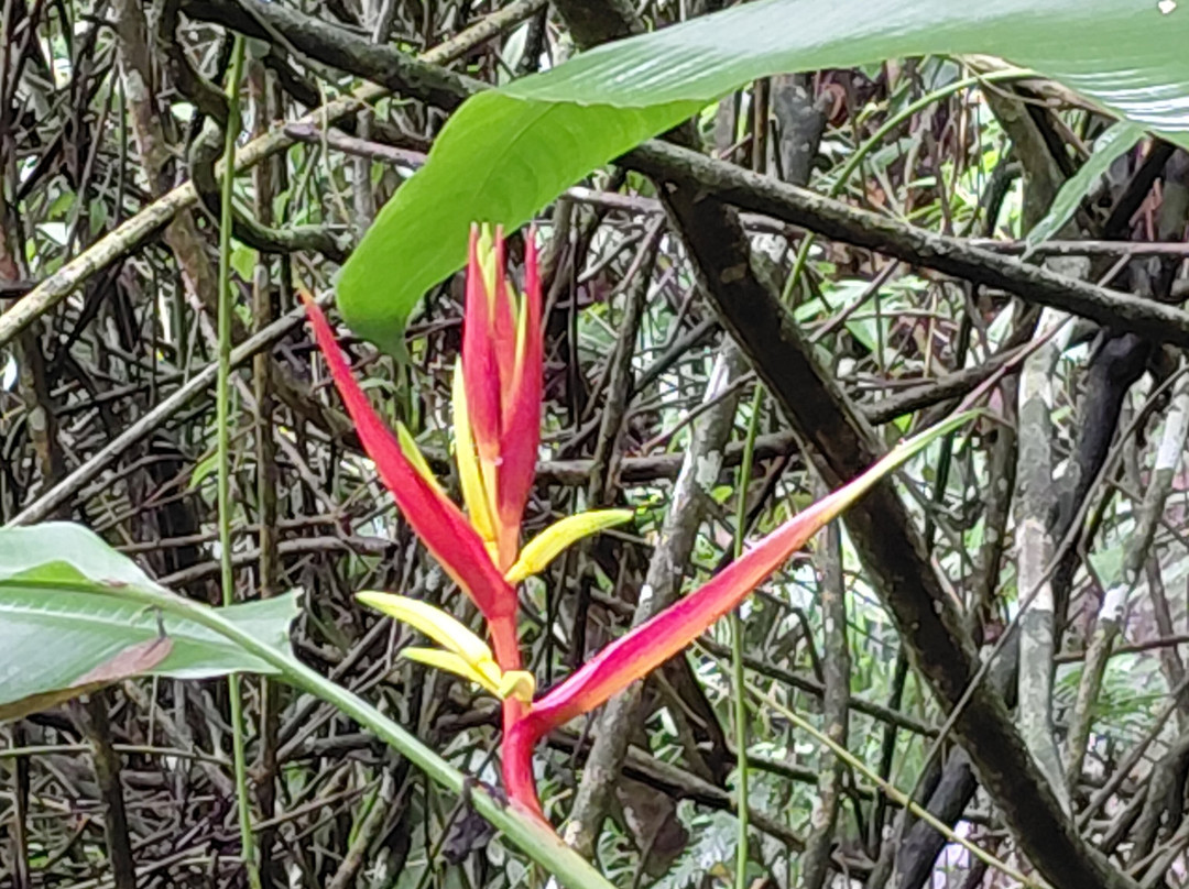 Kasaguadua Natural Reserve-萨伦托必去景点