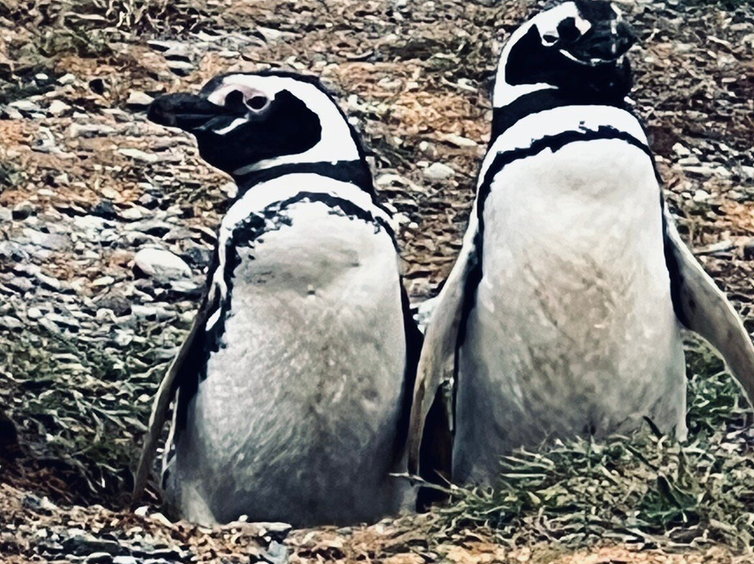 Isla Magdalena-蓬塔阿雷纳斯必去景点