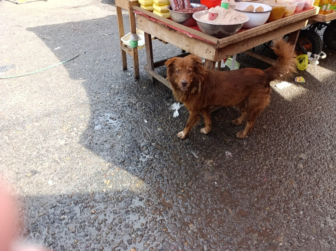 Mercado de Belen-伊基托斯必去景点