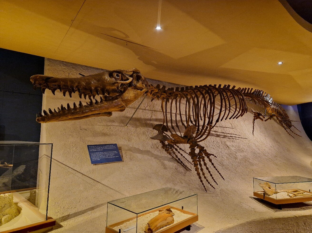 Natural History Museum of Maastricht-马斯特里赫特必去景点