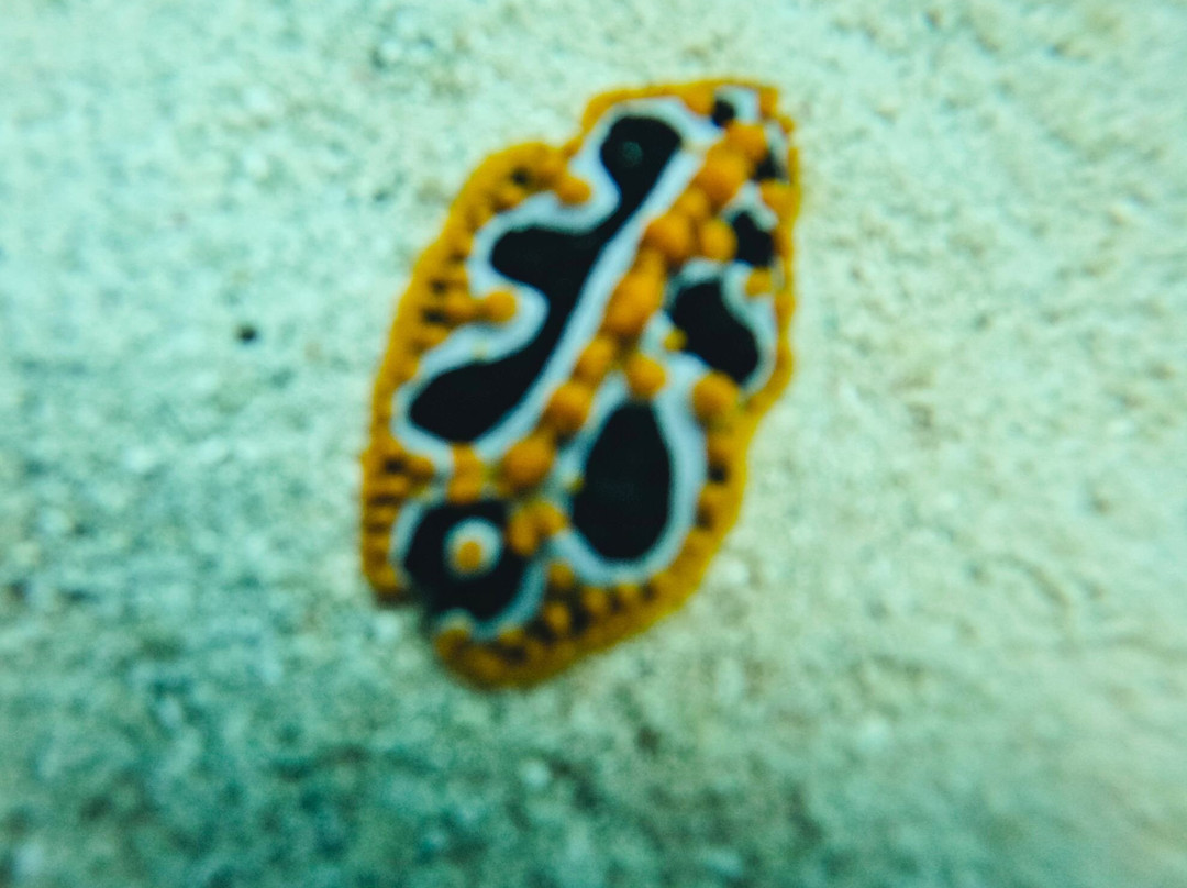 Emperator Diving Center-大湾必去景点