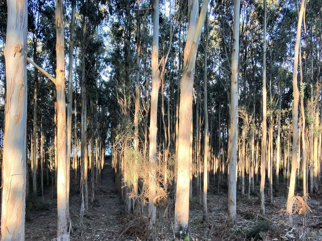 Hotel Balarés主图