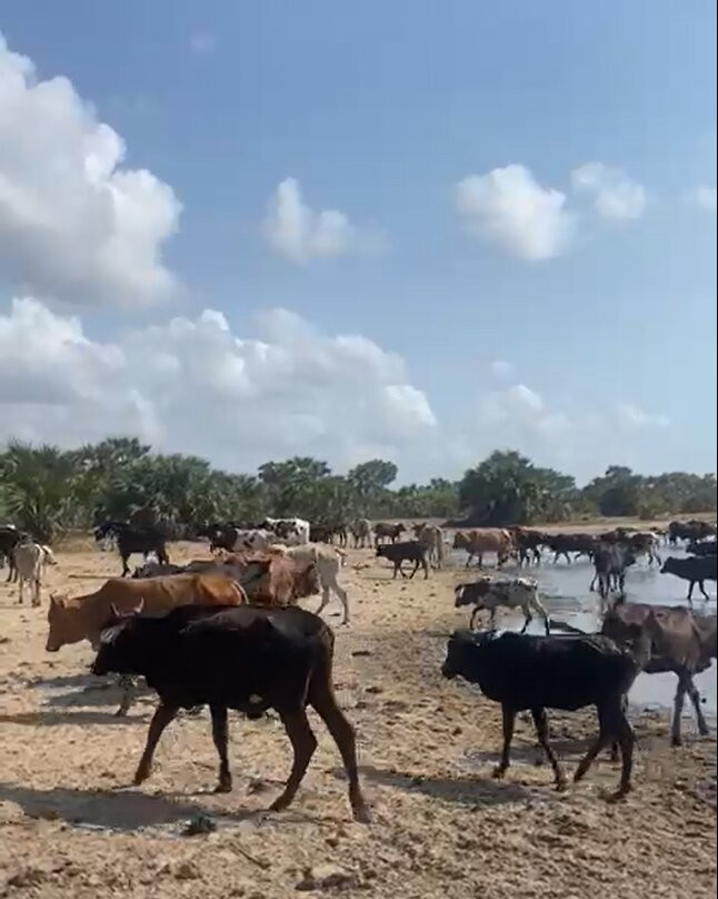 Maasai Village Tour-Pangani必去景点