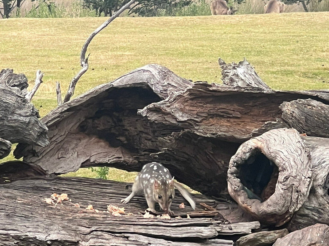 Pepper Bush Adventures - Day Tours-Scottsdale必去景点