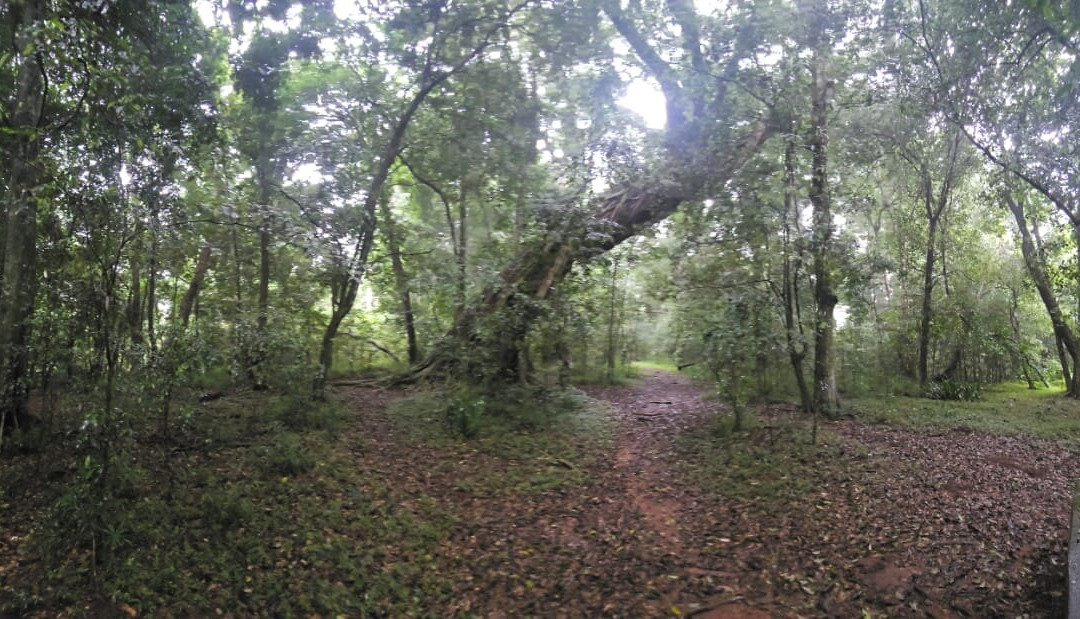 Dlinza Forest-Eshowe必去景点