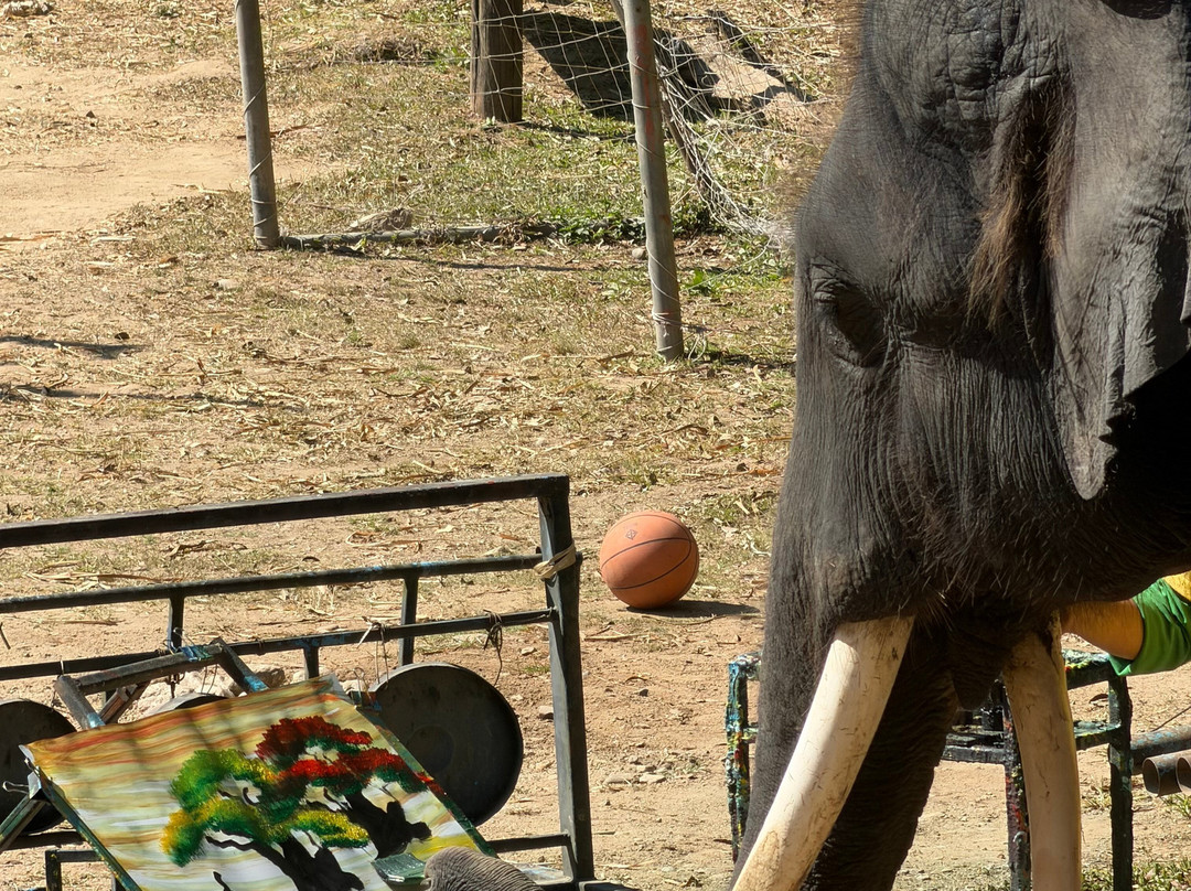 Maetaeng Elephant Park-夜登必去景点