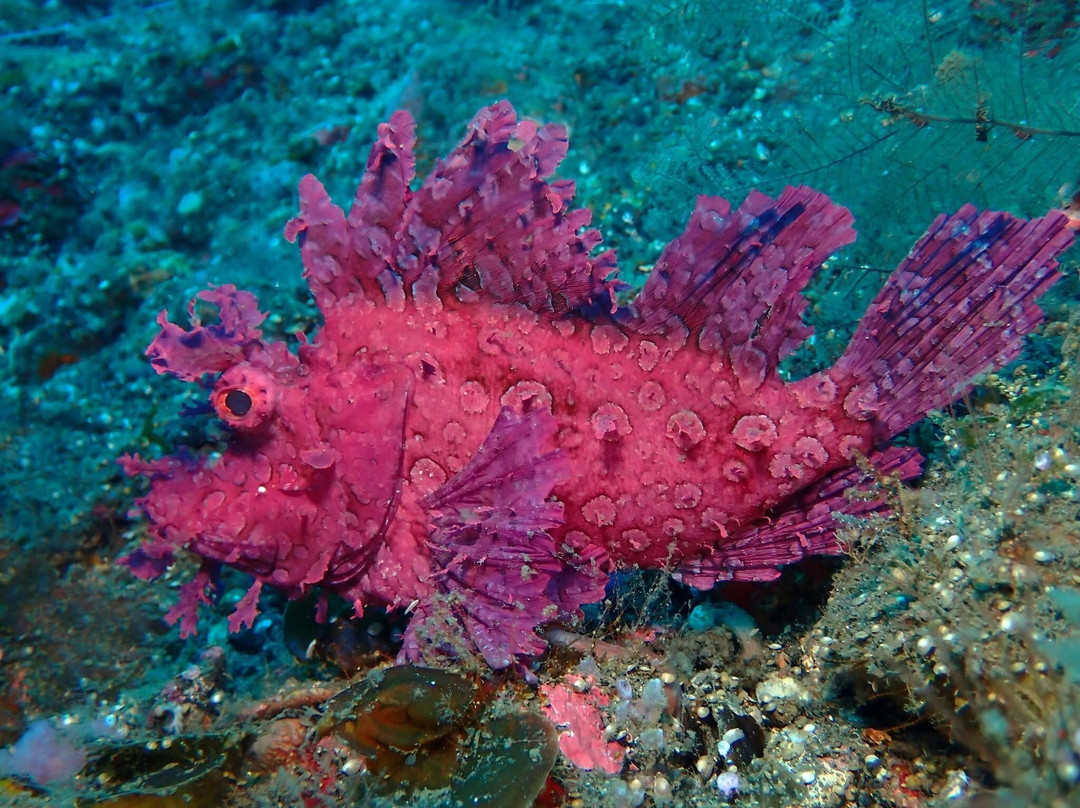 自由潜水度假村主图