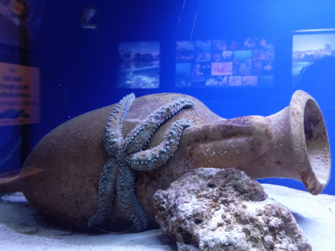 Acquario Del Salento-Santa Maria al Bagno必去景点