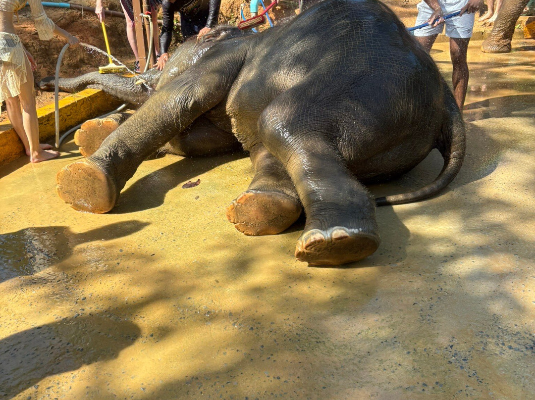 Phuket Elephant Care-奈通必去景点