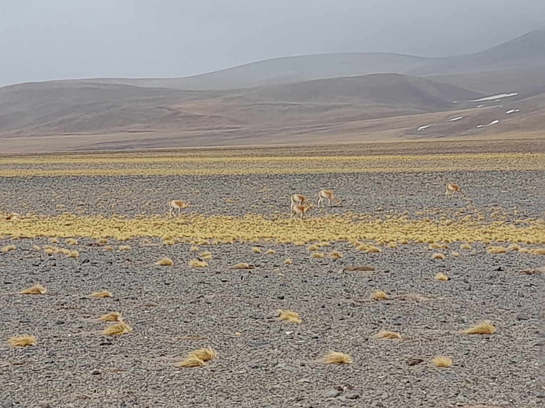 Balcòn del Pissis-Tinogasta必去景点