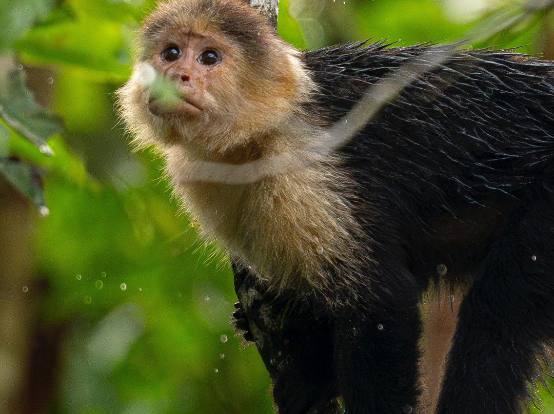 Refugio de Aves Alexander Skutch Los Cusingos-San Isidro del General必去景点