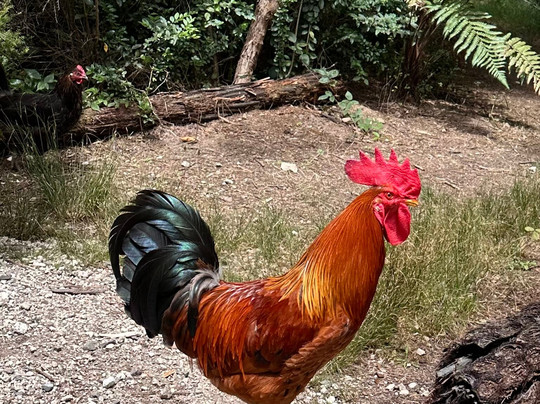 Awakeri Rail Adventures-法卡塔尼必去景点