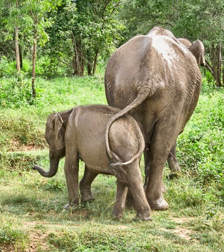 Udawalawe Lahiru Safari Guide Tours-乌达瓦拉维国家公园必去景点