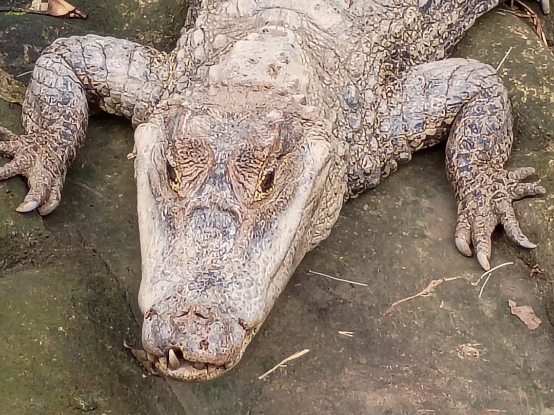 Parque Reptilandia-主日镇必去景点