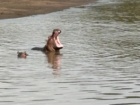 Meektrails Safaris-内罗毕必去景点