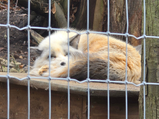 Jimmy's Farm & Wildlife Park-伊普斯威奇必去景点