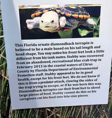 Navarre Beach Sea Turtle Conservation Center-纳瓦拉必去景点